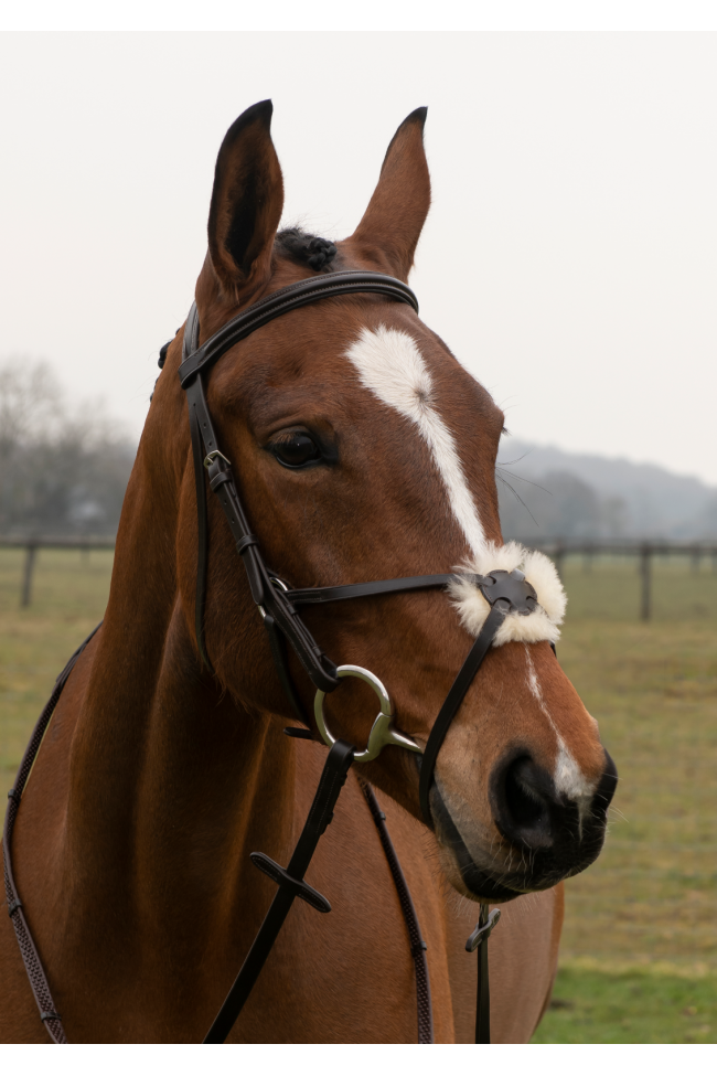 EB English Comfort Grackle Bridle